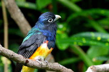 White-tailed trogon Bird Trogon chionurus