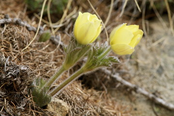 Pulsatilla patens