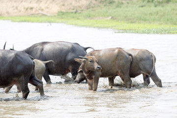 water buffalo or domestic Asian water buffalo (Bubalus bubalis),