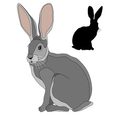 gray hare realistic set of black silhouette vector illustration