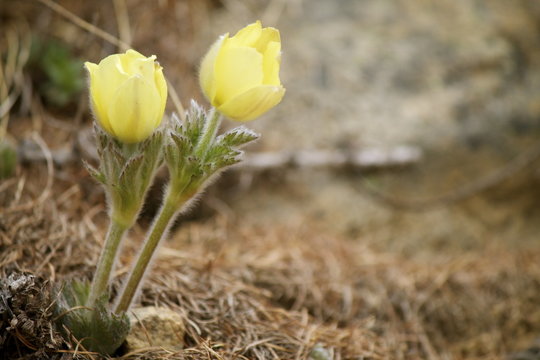 Pulsatilla patens