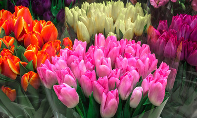 Fototapeta premium Tulip. Colorful tulips, tulips in bouquet.