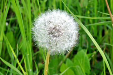 withered dandelion