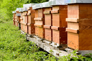 Bienenstöcke