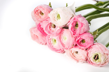 Set of fresh pink RANUNCULUS on white background. Top view of BUTTERCUP. High quality photo with space for text. Studio isolated. Ideal for commercial