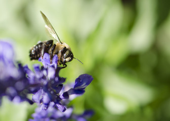 Bee Perched on Blue Flower