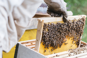 Beekeeper working with bees in beehive. Selective focus and small depth of field.
