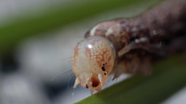 Head of Caterpillar on Plant. The head of the caterpillar is removed by the macro
