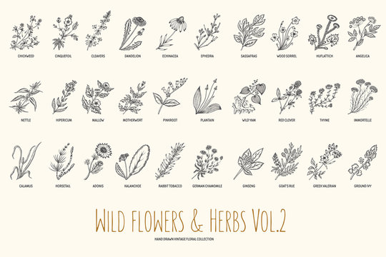 Wild flowers and herbs hand drawn set. Volume 2. Botany. Vintage flowers. Vintage vector illustration.