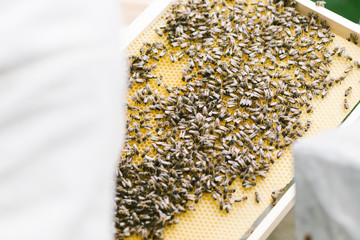 Beekeeper working with bees in beehive. Selective focus and small depth of field.