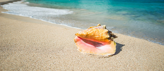 Fototapeta na wymiar Shell in a Caribbean sea