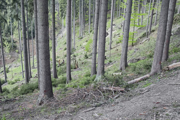Forest in mountain