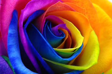 Fototapeta na wymiar Rainbow rose or happy flower