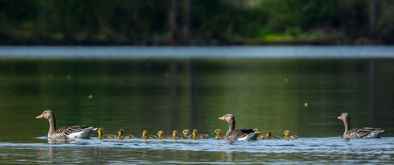 Gänsefamilie auf dem See