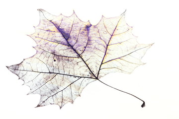 Obraz premium Maple Leaf Drawing