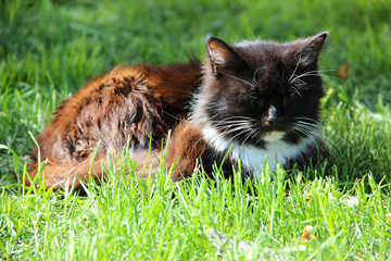 A black and ginger stray cat resting in public park