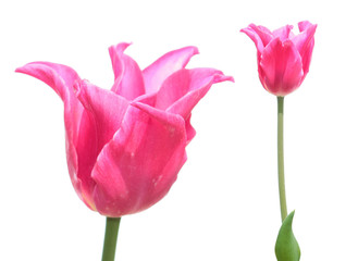 Pink Lilyflowering tulip isolated on white background