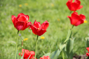 Open flowering red tulips, on green grass background beautiful springtime