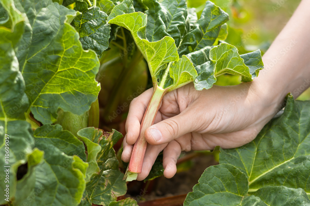 Wall mural hand picking leaves of rhubarb