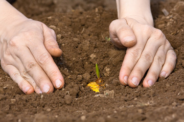 woman hands planting gladiolus bulb