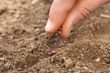women hand planting seeds in soil, closeup