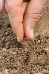 women hand planting seeds in the garden