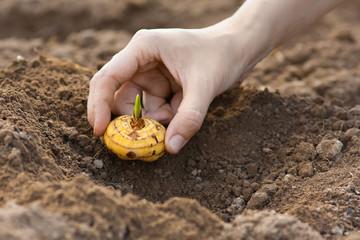 hand with gladiolus bulb