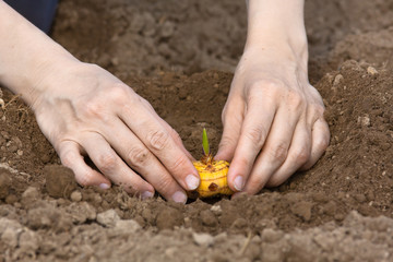 hands planting bulb of gladiolus in the garden