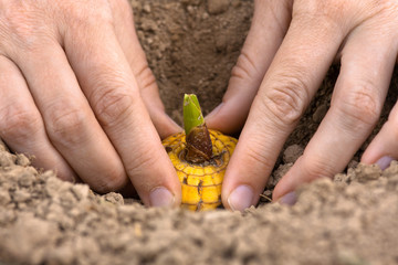 hands planting bulb of gladiolus, closeup