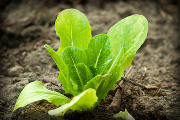 Semis au potager