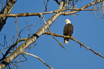 Bald Eagle Perched in the Winter Tree