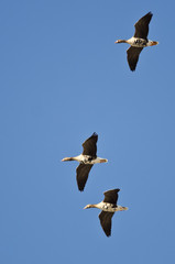 Three Greater White-Fronted Geese Flying in a Blue Sky