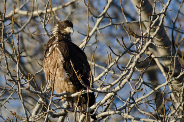 Young Bald Eagle Perched High in a Barren Tree