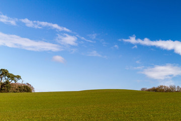 clear blue sky and green grass field