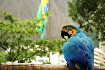 Cores do Brasil