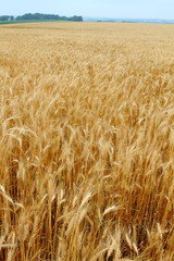 Wheat field