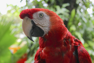 Obraz premium Scarlet macaw (Ara macao) 