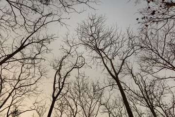 Naked branches of Teak against sky during sunset