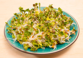 fresh radish sprouts on a plate