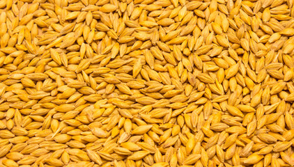 barley grain background