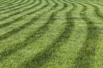 lawn with freshly cut grass