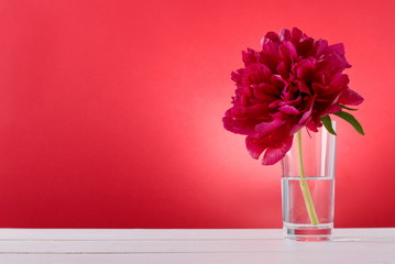 flower in a glass on a red background
