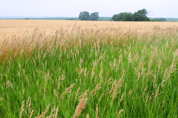 Wheat field