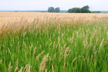 Wheat field