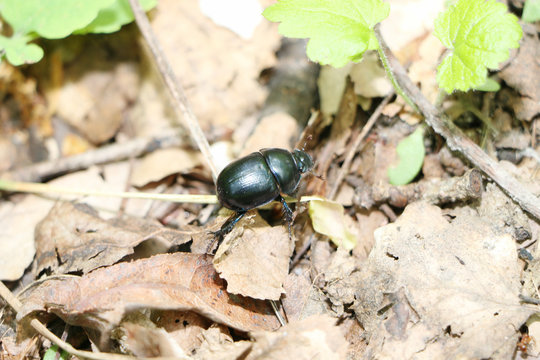 black beetle in the forest on soft leaves