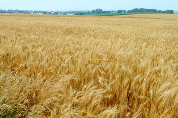 Wheat field