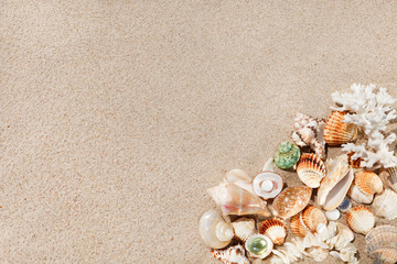 Exotic seashells on sand. Summer beach background. Top view, cop