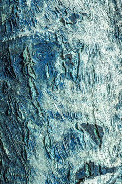 Background from the bark of the tree. Blue tree bark. The bark of the blue. Bright background.