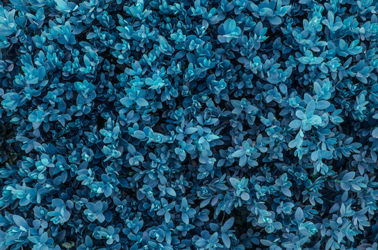 Background of little blue leaves.