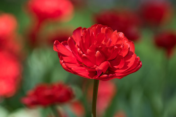  tulips varieties Miranda